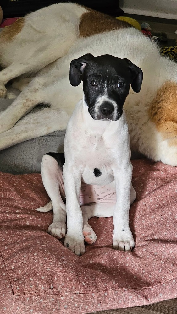 Daisy