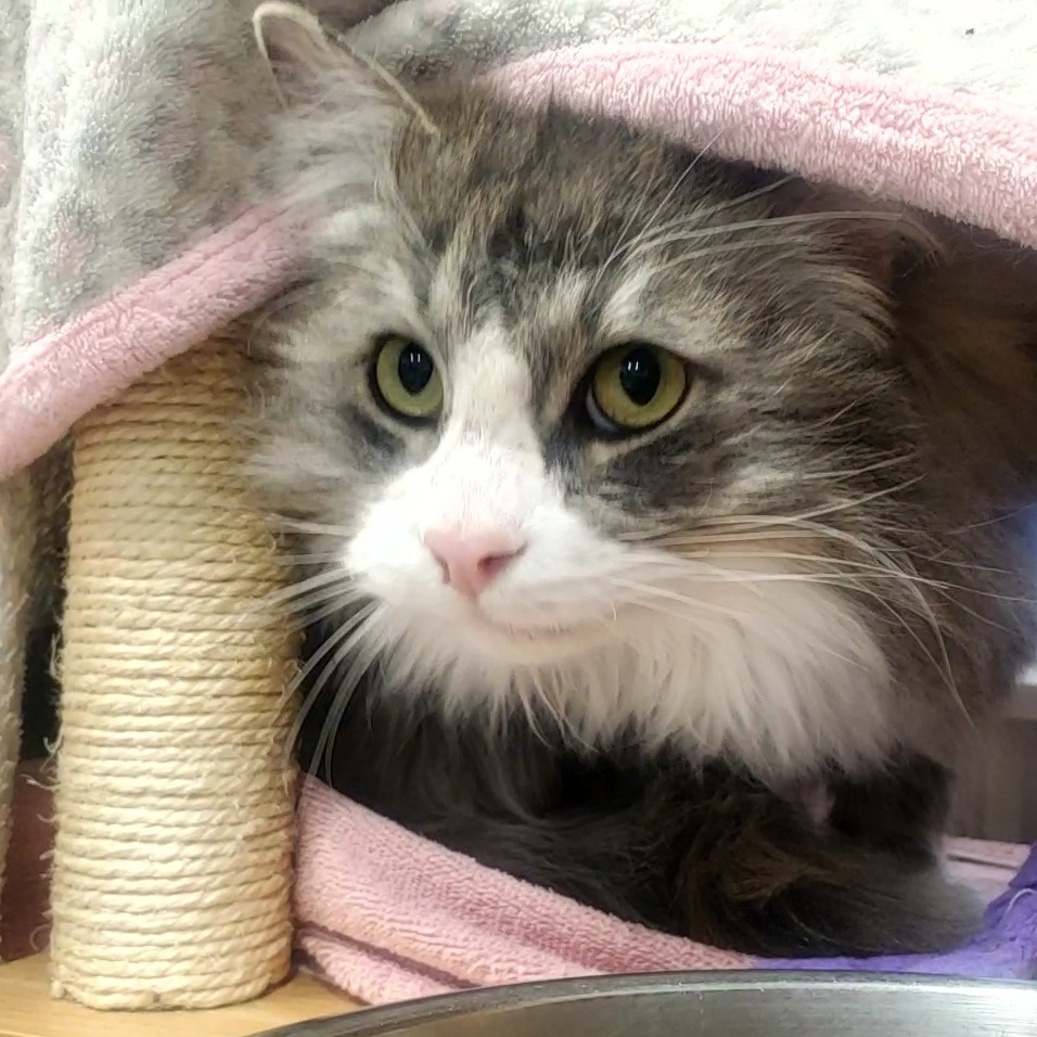 Wilbur, an adoptable Domestic Long Hair in Buffalo, WY, 82834 | Photo Image 1