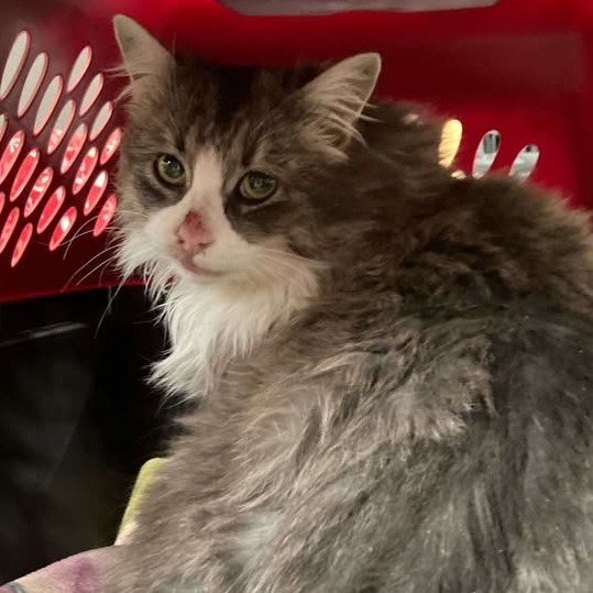 Wilbur, an adoptable Domestic Long Hair in Buffalo, WY, 82834 | Photo Image 2
