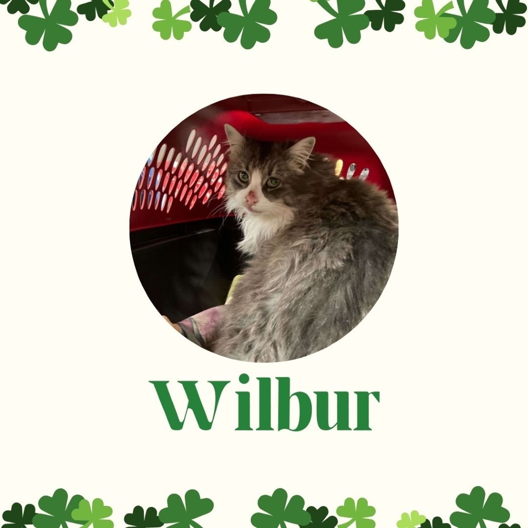 Wilbur, an adoptable Domestic Long Hair in Buffalo, WY, 82834 | Photo Image 3