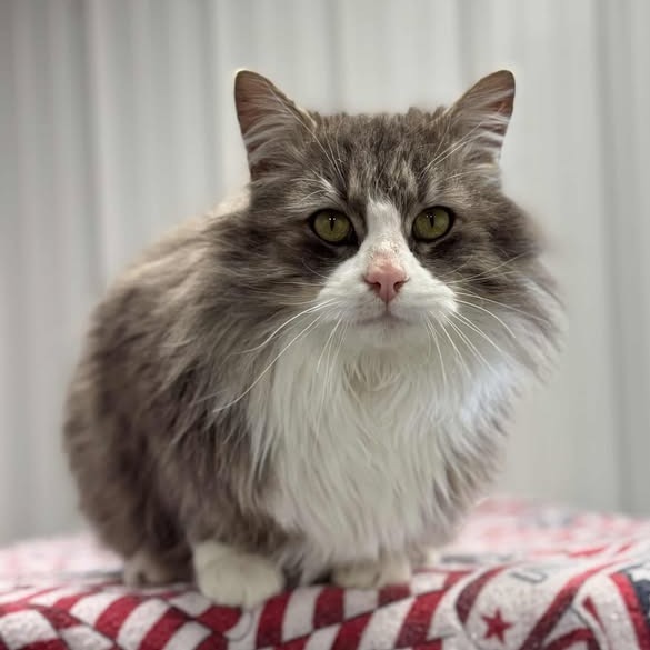 Wilbur, an adoptable Domestic Long Hair in Buffalo, WY, 82834 | Photo Image 4