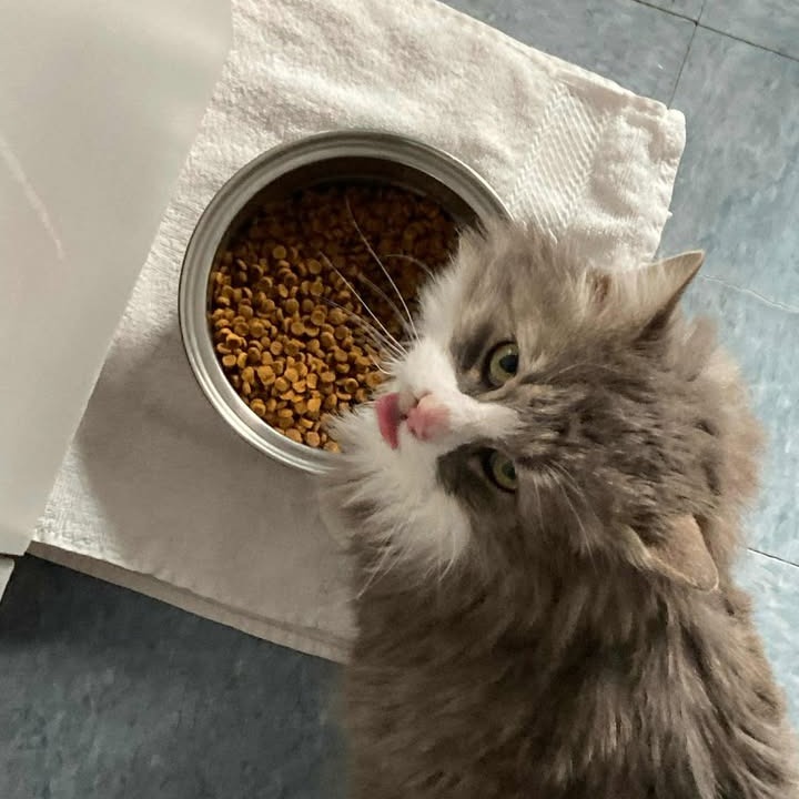 Wilbur, an adoptable Domestic Long Hair in Buffalo, WY, 82834 | Photo Image 5