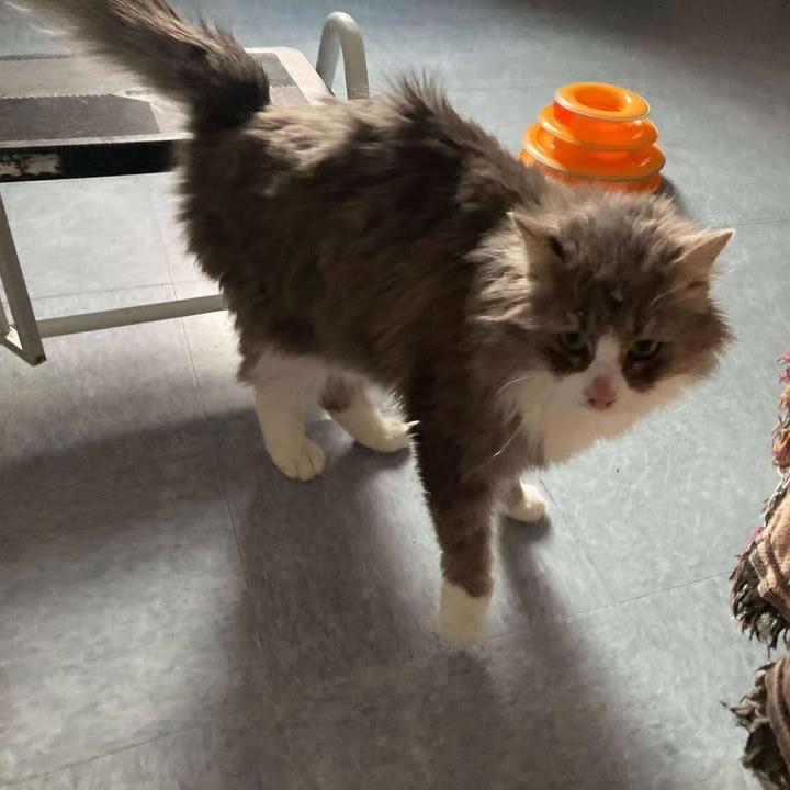 Wilbur, an adoptable Domestic Long Hair in Buffalo, WY, 82834 | Photo Image 6