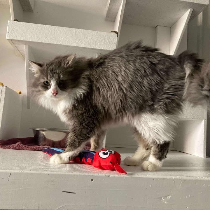 Wilbur, an adoptable Domestic Long Hair in Buffalo, WY, 82834 | Photo Image 6