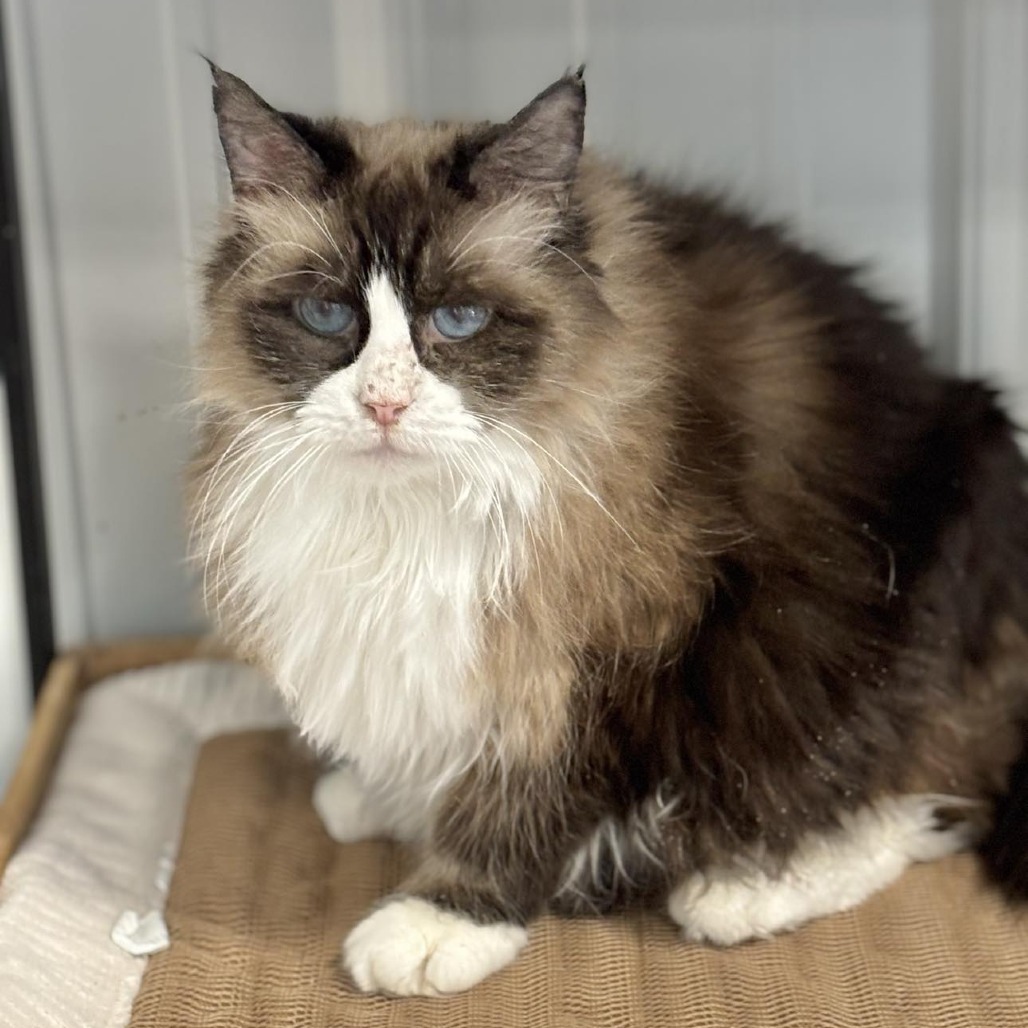 Bluebell, an adoptable Snowshoe in Sheridan, WY, 82801 | Photo Image 1