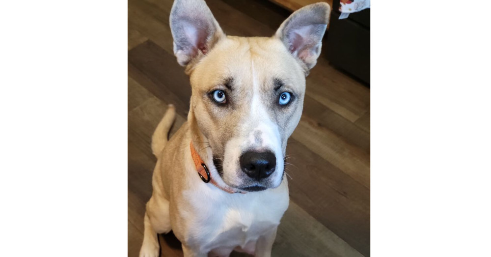 Queenie, an adoptable Siberian Husky, American Bully in Kronenwetter, WI, 54455 | Photo Image 1