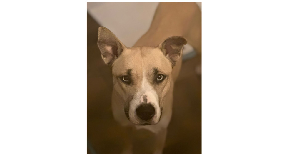 Queenie, an adoptable Siberian Husky, American Bully in Kronenwetter, WI, 54455 | Photo Image 2