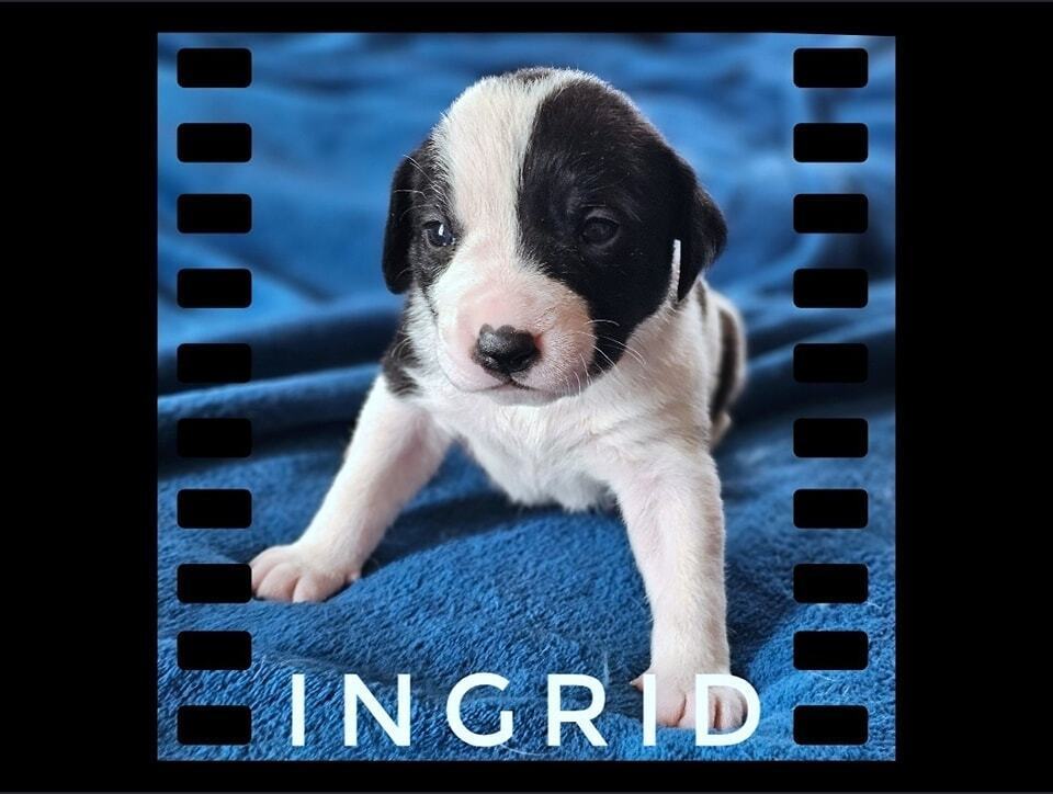 Ingrid