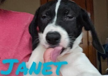 Janet