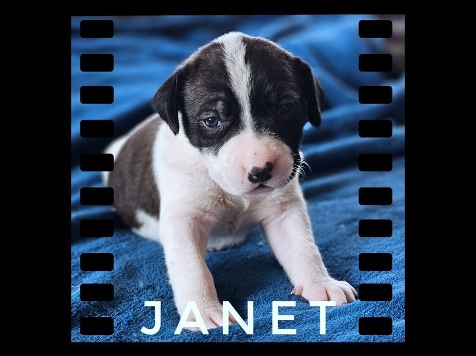 Janet