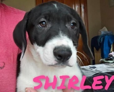 Shirley