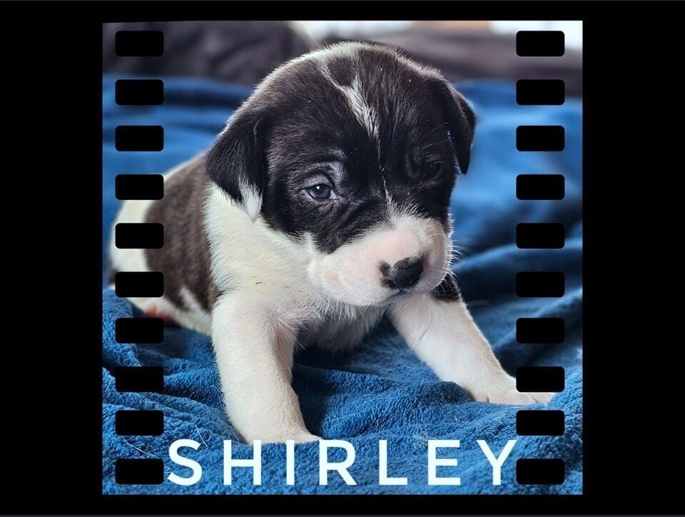 Shirley