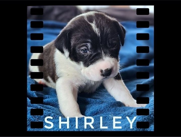 Shirley 3