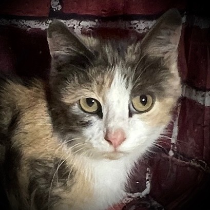 Penelope