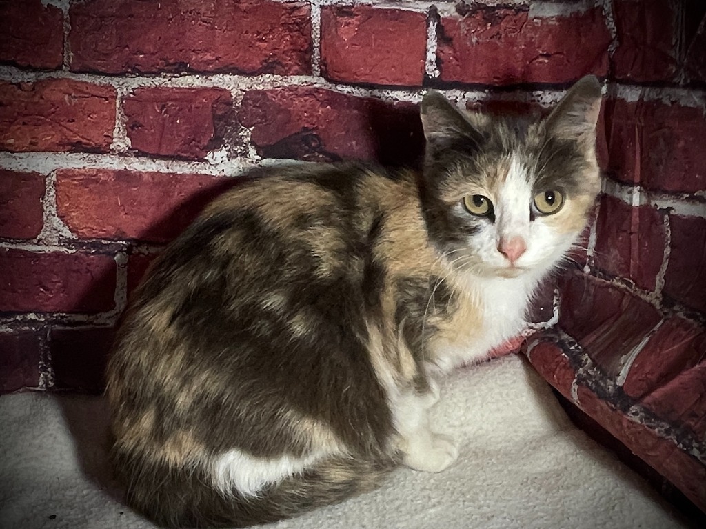 Penelope
