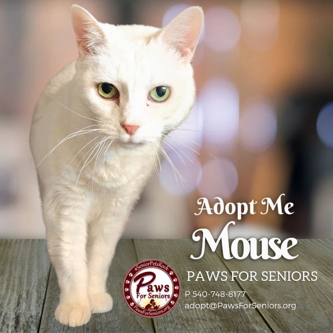 Mouse