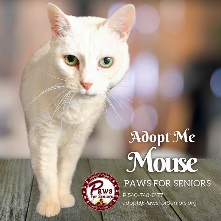 Mouse 1