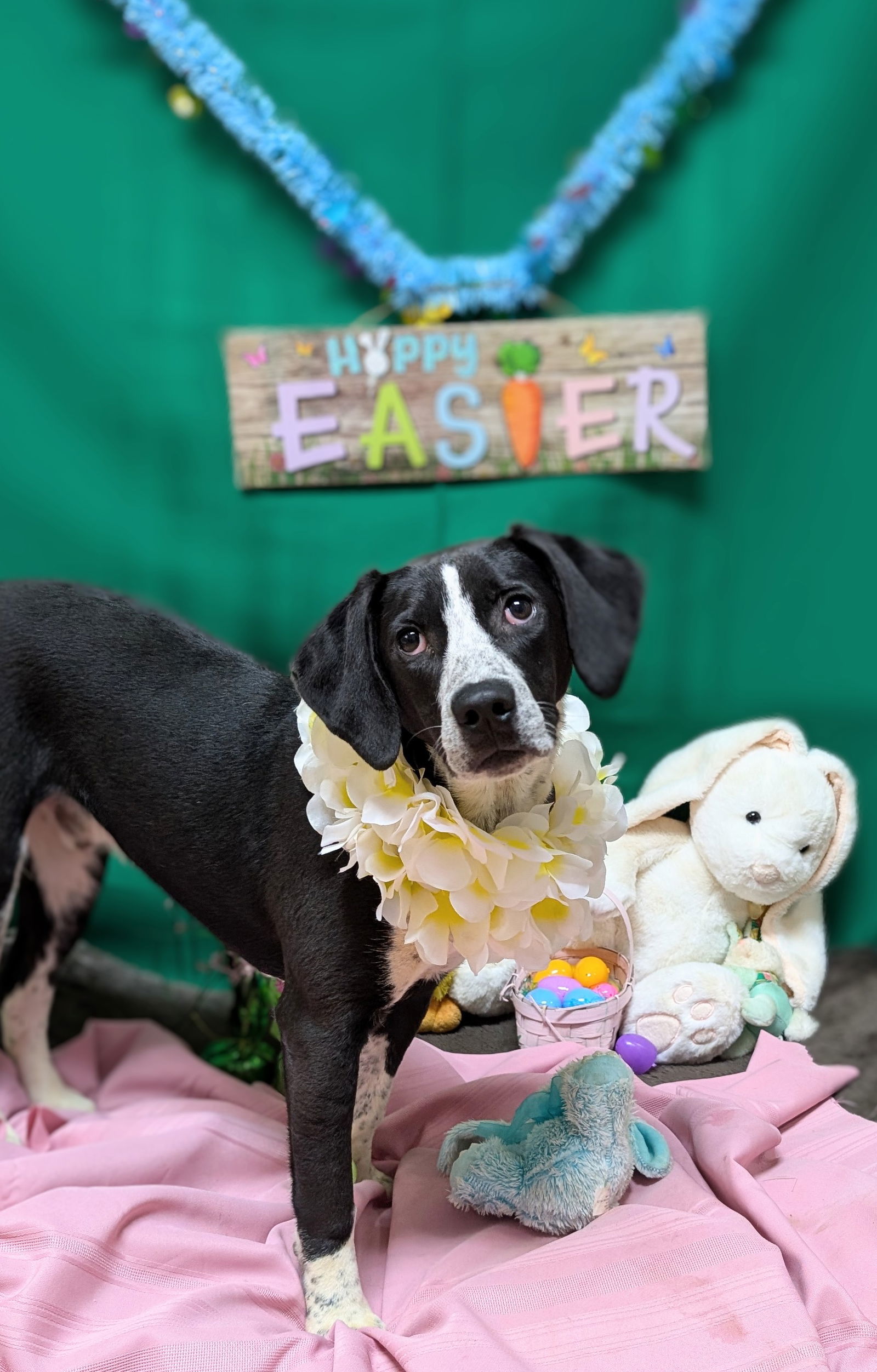 Em, an adoptable Hound, Harrier in Franklin, NC, 28734 | Photo Image 1