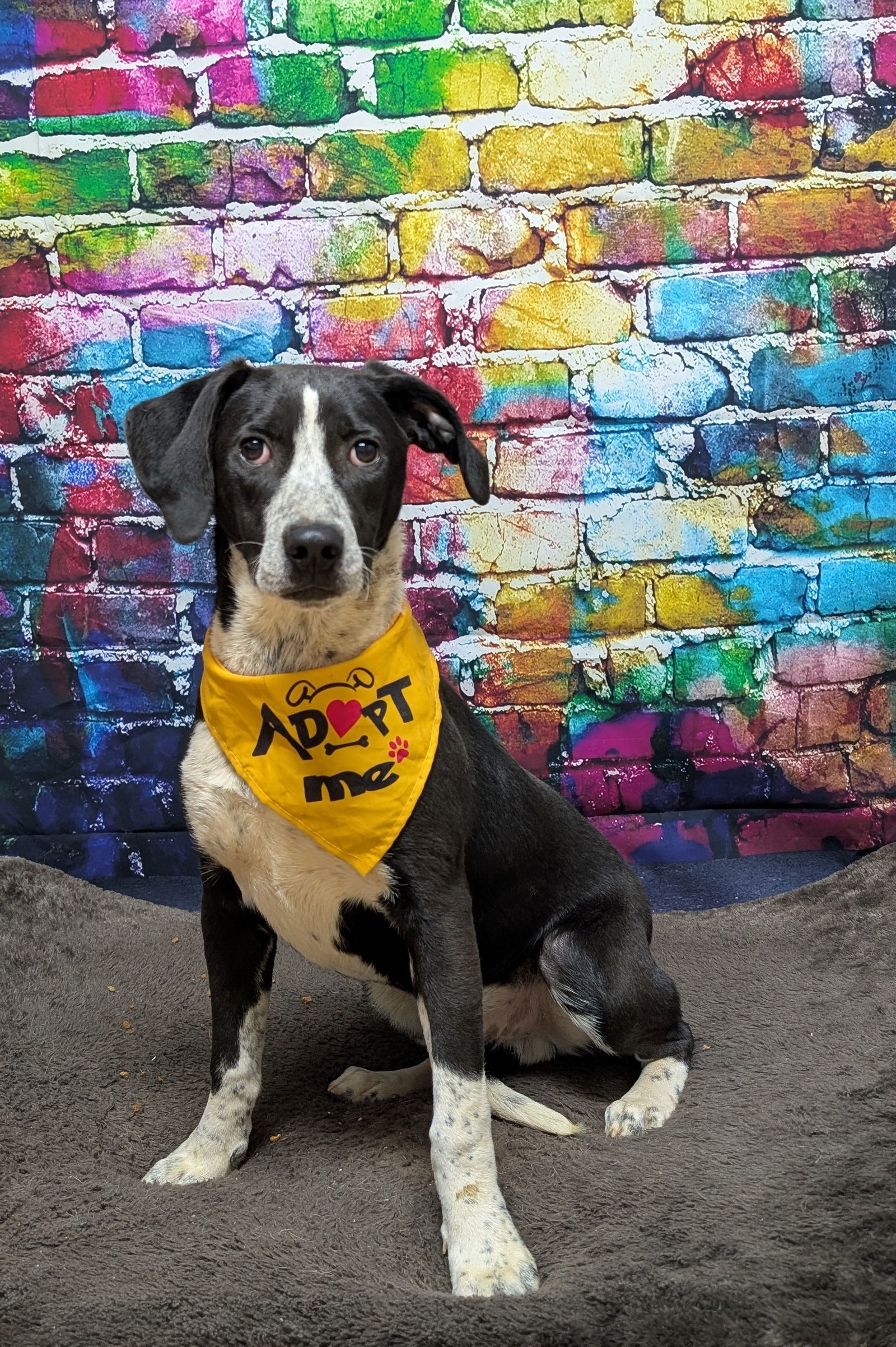 Em, an adoptable Hound, Harrier in Franklin, NC, 28734 | Photo Image 2