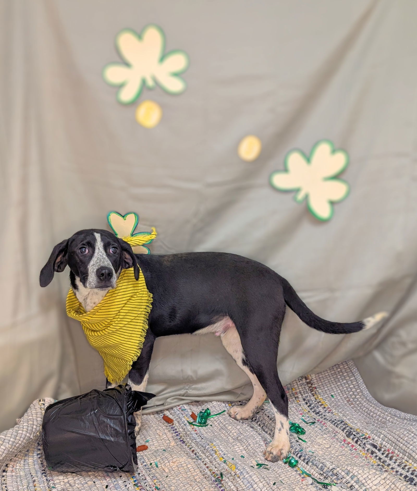 Em, an adoptable Hound, Harrier in Franklin, NC, 28734 | Photo Image 3