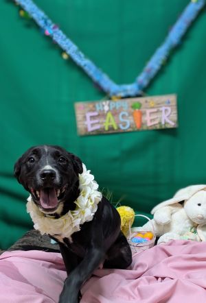 Mustard, Young Male Labrador Retriever