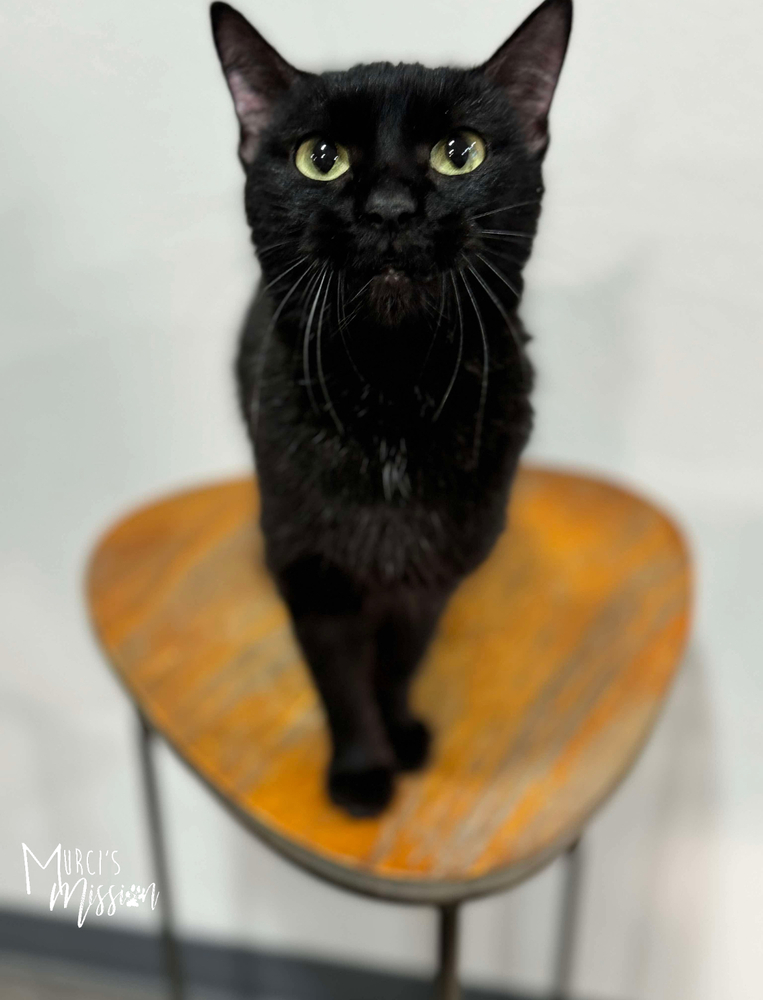 Winnie, an adoptable Domestic Medium Hair in Spokane , WA, 99209 | Photo Image 1