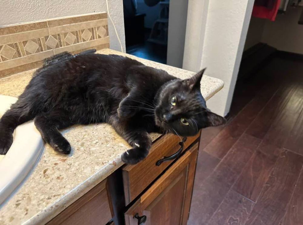 Winnie, an adoptable Domestic Medium Hair in Spokane , WA, 99209 | Photo Image 1