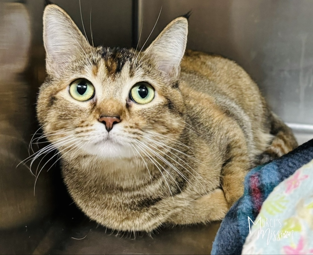 Elsie, an adoptable Domestic Short Hair in Spokane , WA, 99209 | Photo Image 1