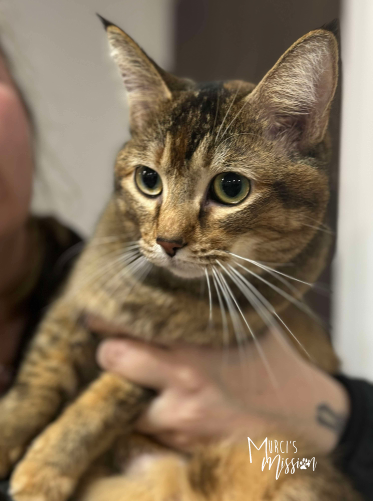 Elsie, an adoptable Domestic Short Hair in Spokane , WA, 99209 | Photo Image 2