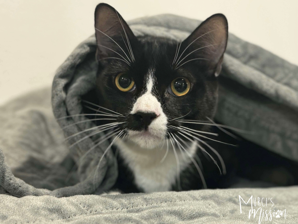 Thatcher, an adoptable Domestic Short Hair in Spokane , WA, 99209 | Photo Image 1