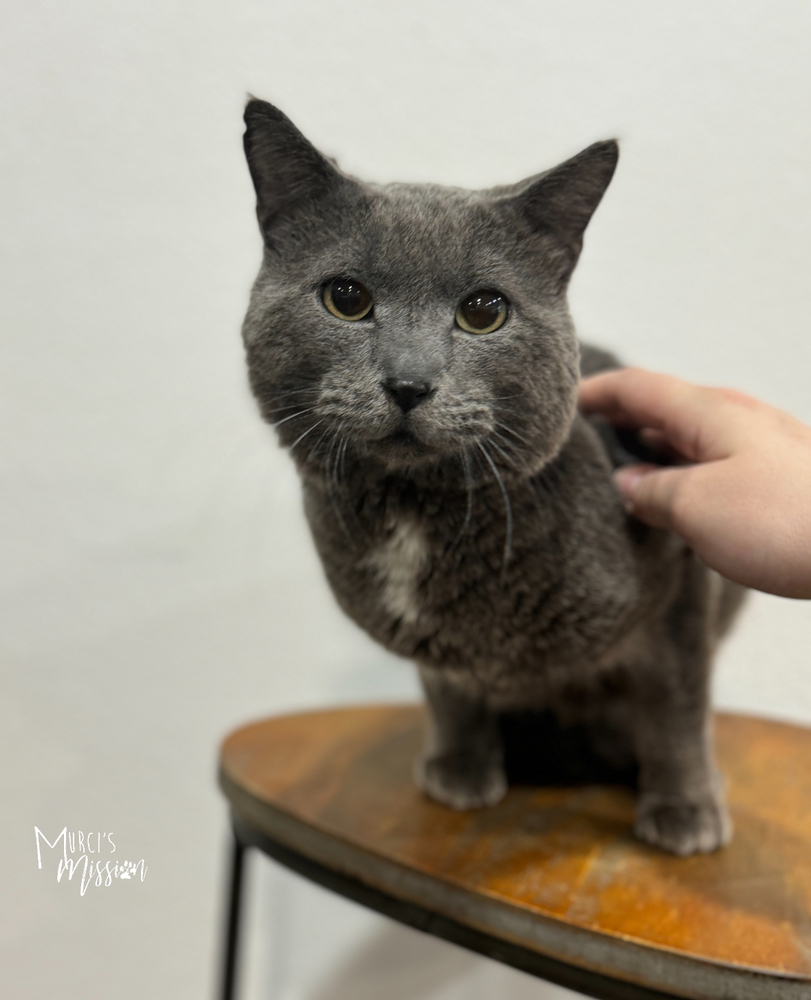 Quicksilver, an adoptable Domestic Medium Hair in Spokane , WA, 99209 | Photo Image 1