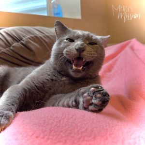 Meet Quicksilver This gorgeous gray gentleman came to the Mission from our friends at SCRAPS He wa