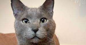 Quicksilver loves children He tried to climb in the lap of his foster moms four year old niece Si
