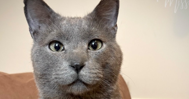 Quicksilver, an adoptable Domestic Medium Hair in Spokane , WA, 99209 | Photo Image 1