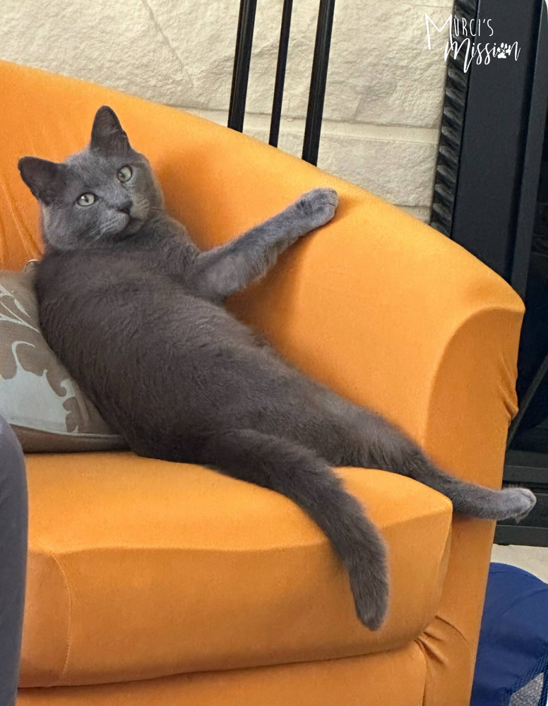 Quicksilver, an adoptable Domestic Medium Hair in Spokane , WA, 99209 | Photo Image 1