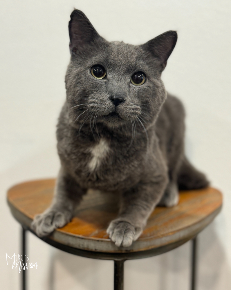 Quicksilver, an adoptable Domestic Medium Hair in Spokane , WA, 99209 | Photo Image 2