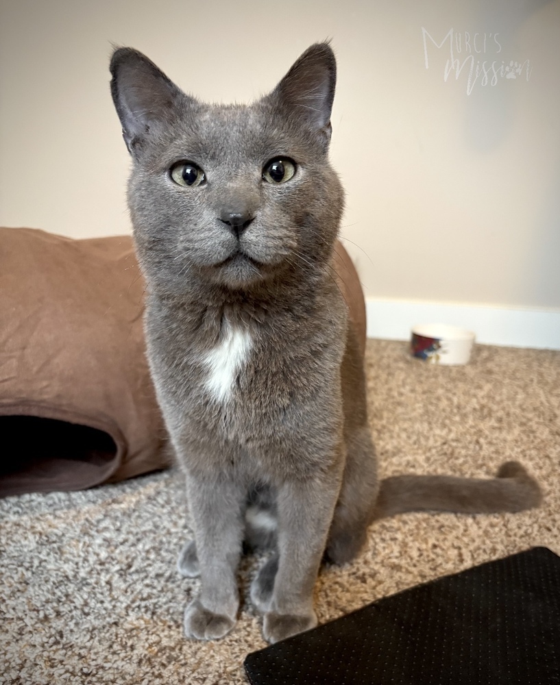 Quicksilver, an adoptable Domestic Medium Hair in Spokane , WA, 99209 | Photo Image 2
