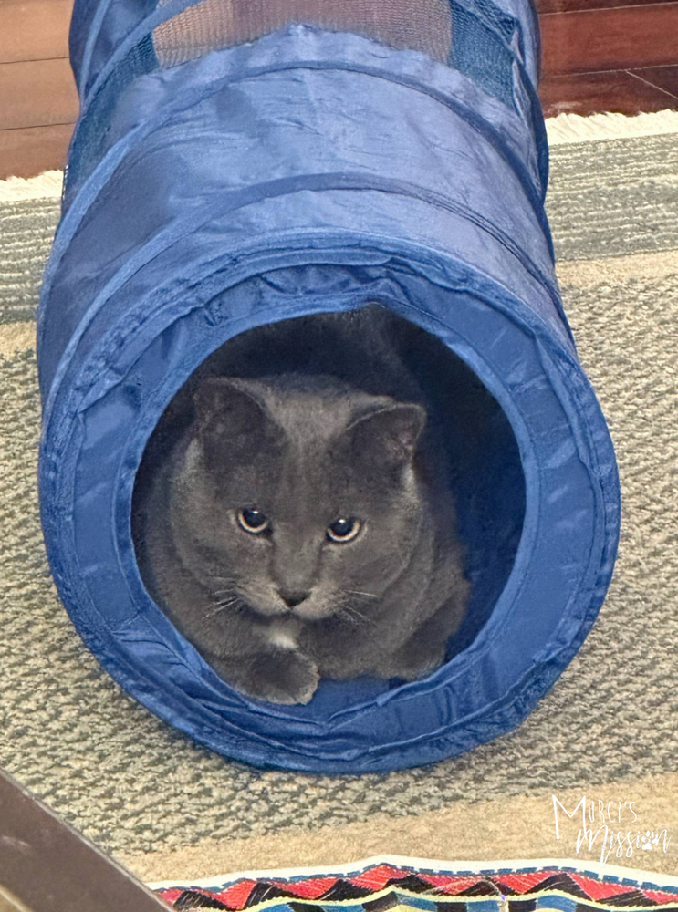 Quicksilver, an adoptable Domestic Medium Hair in Spokane , WA, 99209 | Photo Image 2