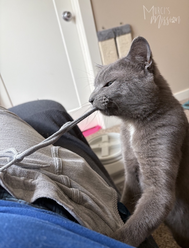 Quicksilver, an adoptable Domestic Medium Hair in Spokane , WA, 99209 | Photo Image 3
