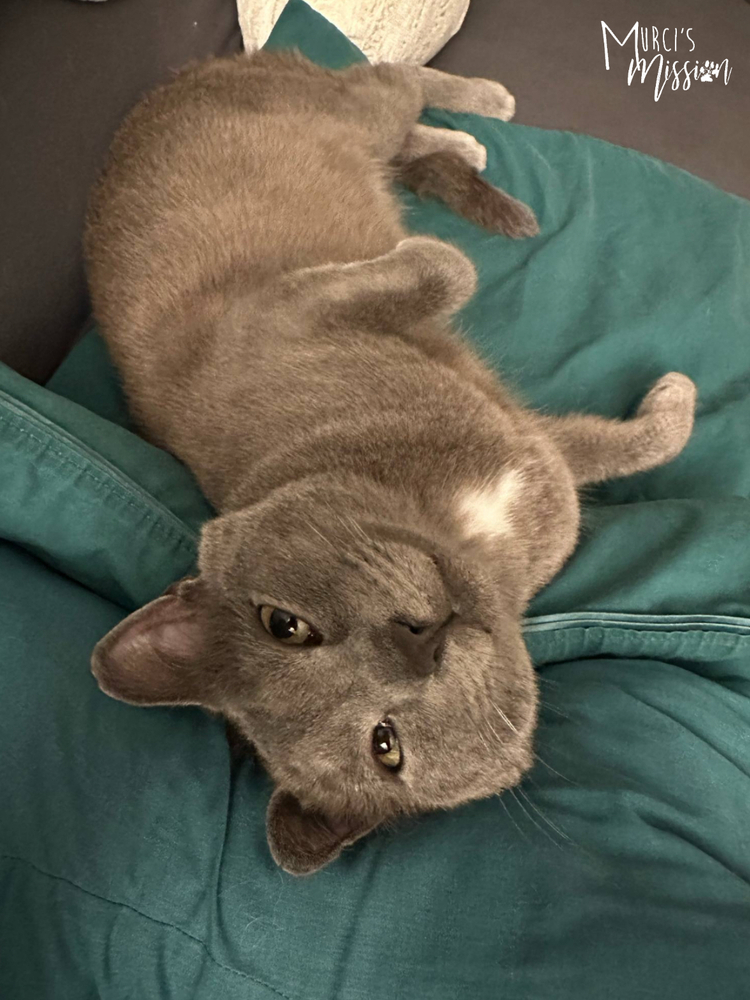 Quicksilver, an adoptable Domestic Medium Hair in Spokane , WA, 99209 | Photo Image 3