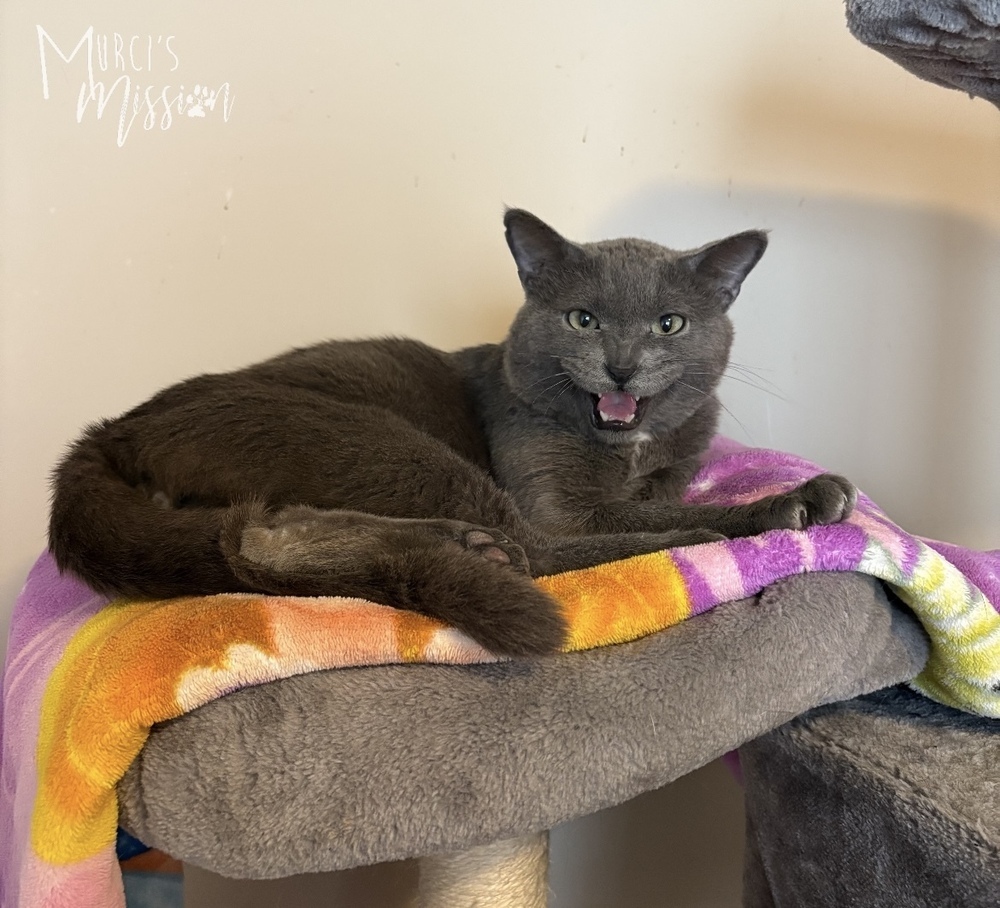 Quicksilver, an adoptable Domestic Medium Hair in Spokane , WA, 99209 | Photo Image 4