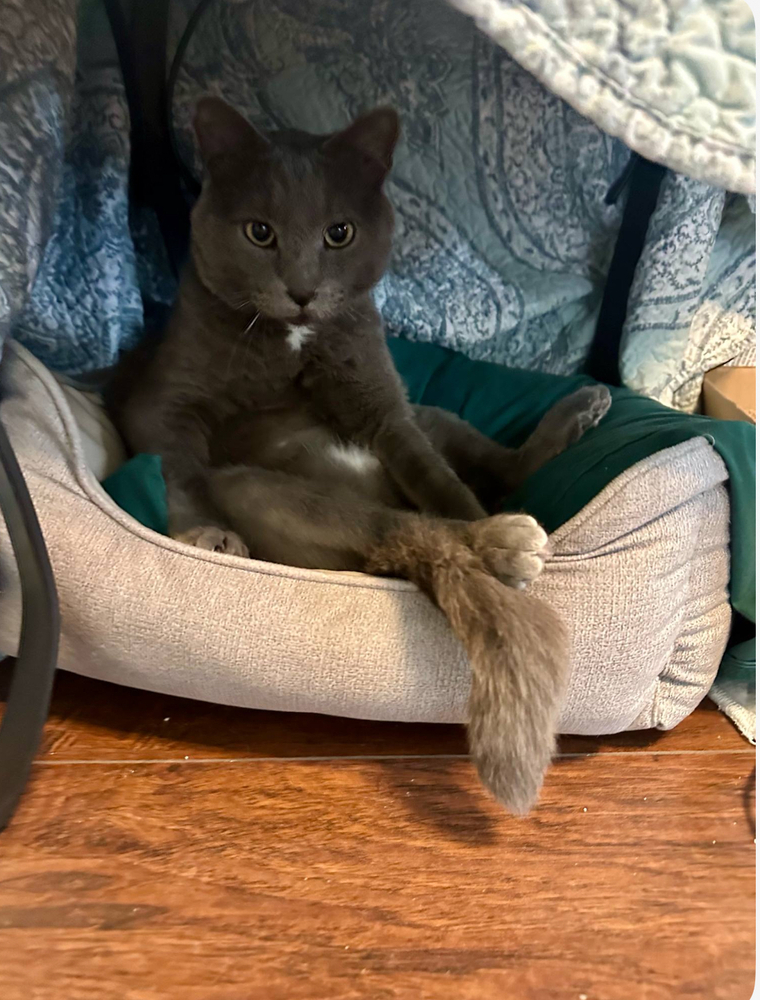 Quicksilver, an adoptable Domestic Medium Hair in Spokane , WA, 99209 | Photo Image 4