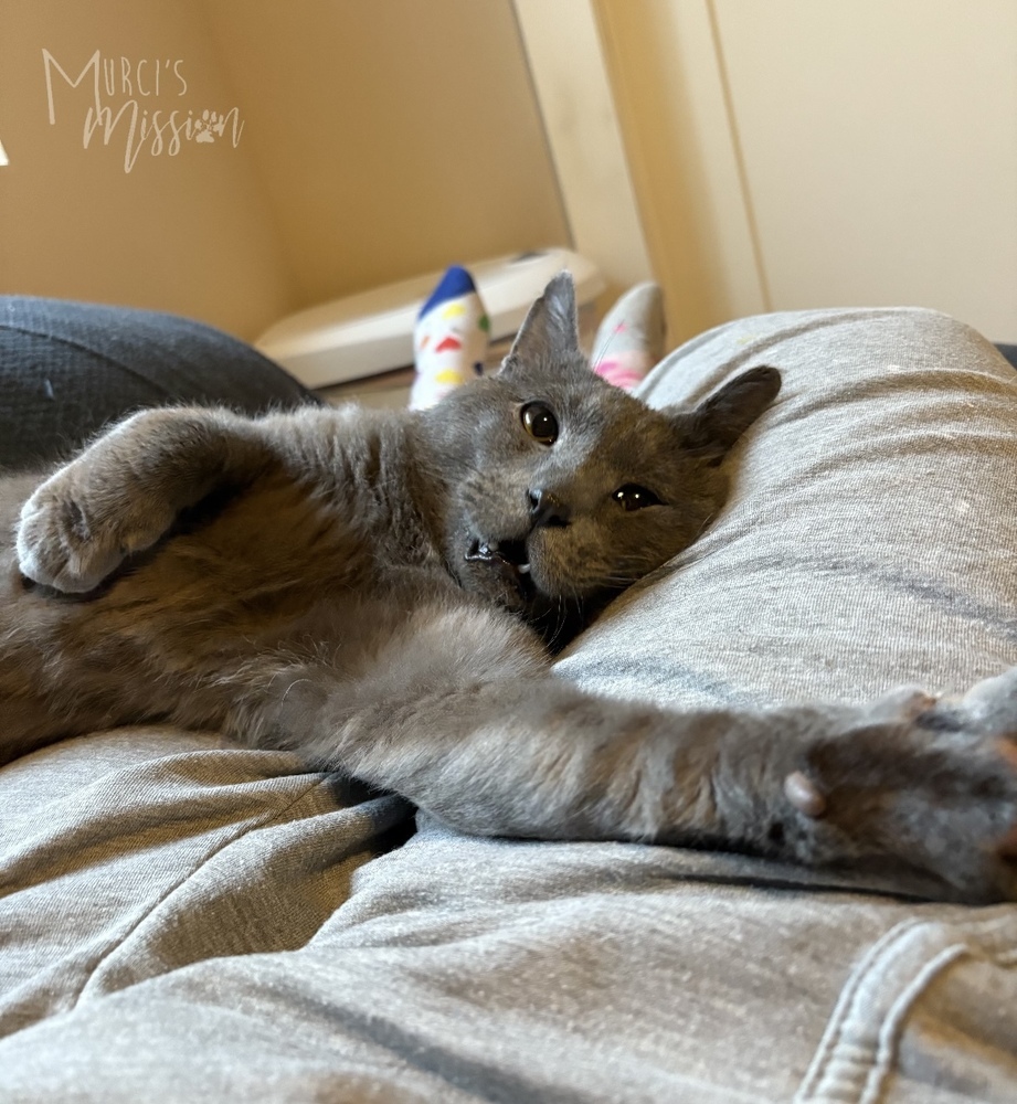 Quicksilver, an adoptable Domestic Medium Hair in Spokane , WA, 99209 | Photo Image 5