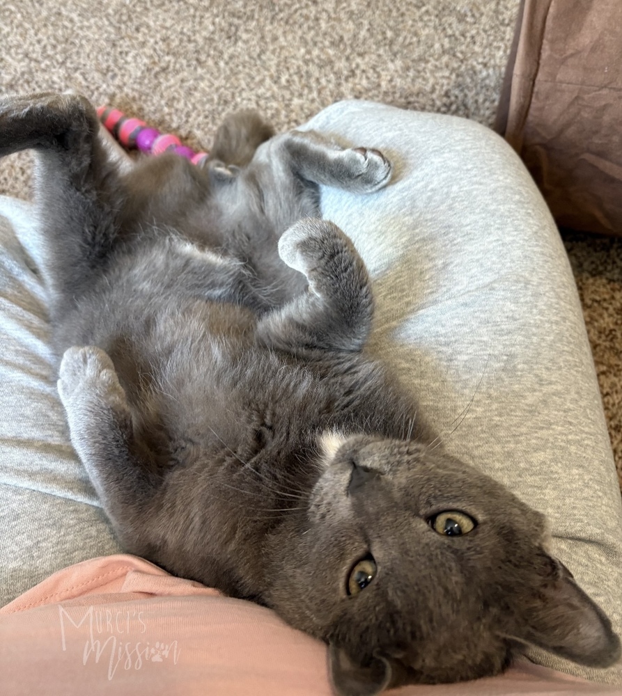 Quicksilver, an adoptable Domestic Medium Hair in Spokane , WA, 99209 | Photo Image 6