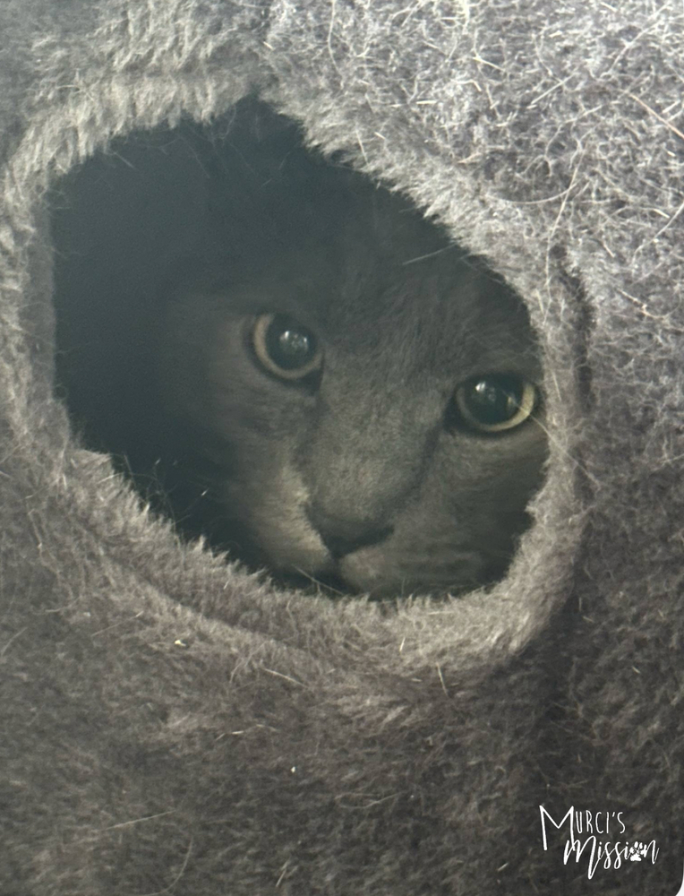 Quicksilver, an adoptable Domestic Medium Hair in Spokane , WA, 99209 | Photo Image 6