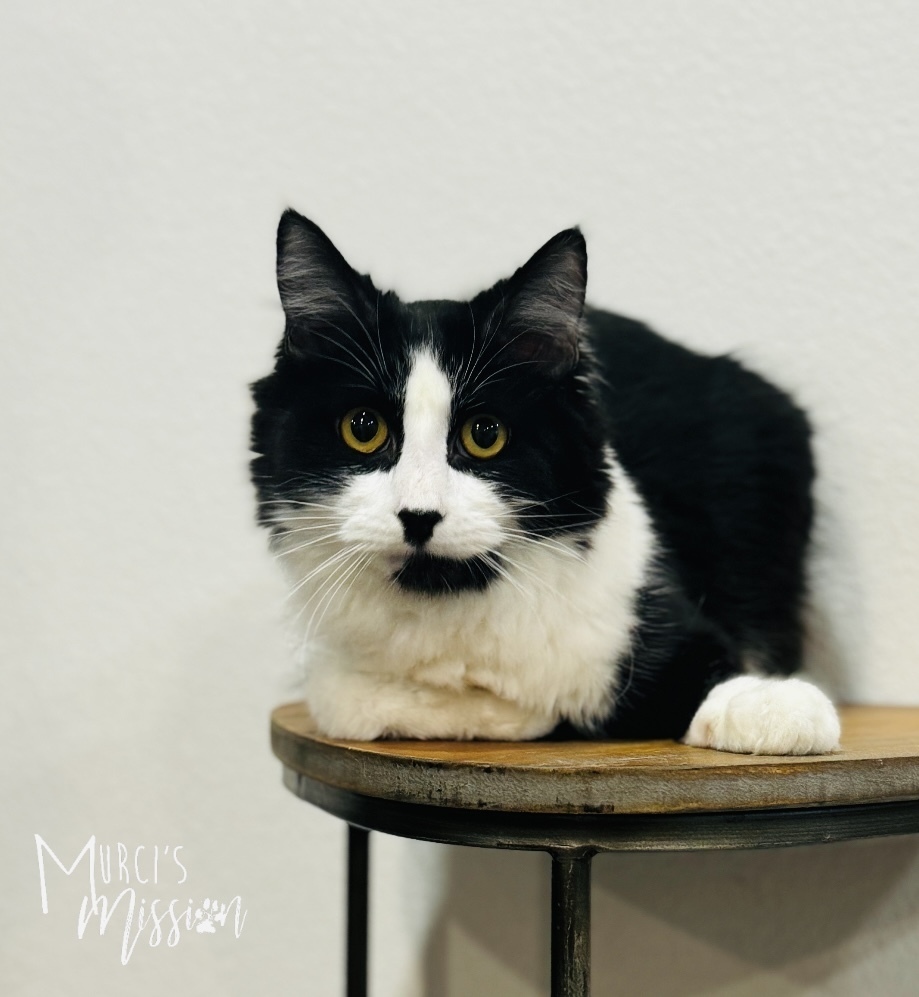 Joon, an adoptable Domestic Short Hair in Spokane , WA, 99209 | Photo Image 1