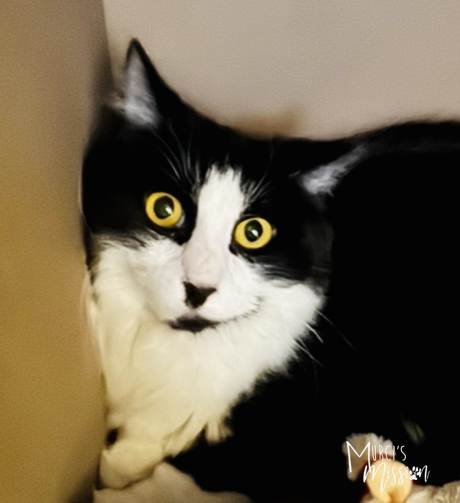 Joon, an adoptable Domestic Short Hair in Spokane , WA, 99209 | Photo Image 2