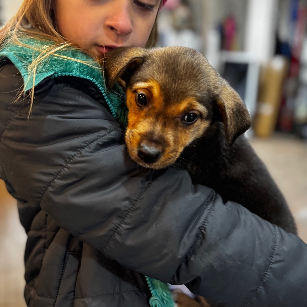 Mocha, an adoptable Leonberger, Shepherd in Tacoma, WA, 98402 | Photo Image 1