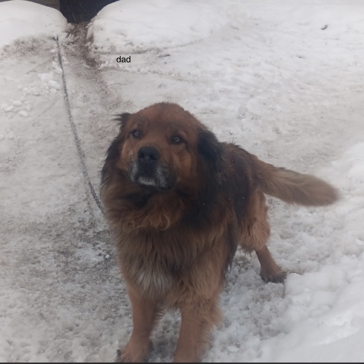 Mocha, an adoptable Leonberger, Shepherd in Tacoma, WA, 98402 | Photo Image 2