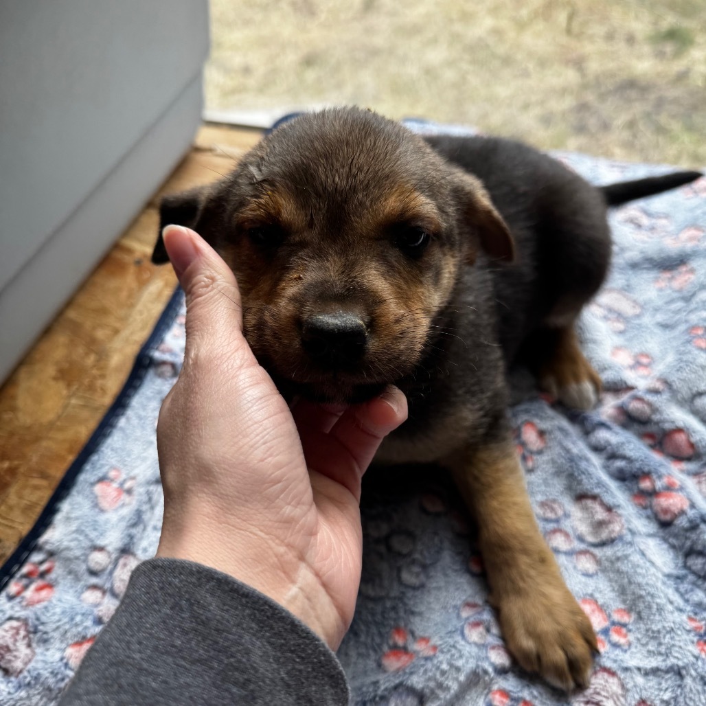Mocha, an adoptable Leonberger, Shepherd in Tacoma, WA, 98402 | Photo Image 4